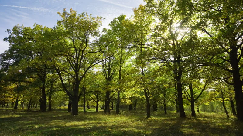 Conheça o Bosque das Grevíleas com o Hotel Astória